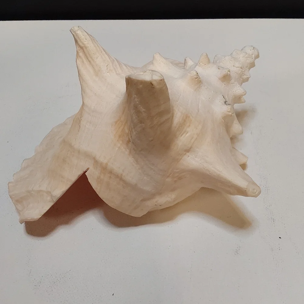 Natural Large Pink QUEEN Conch Shell Seashell Aquarium Beach Decor